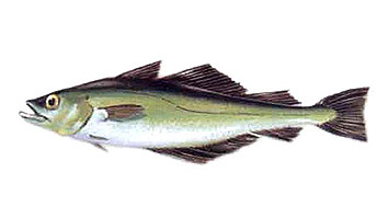 Minimum size for fishing Abadejo