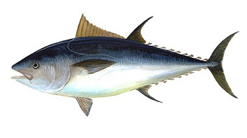 Minimum size for fishing Atún rojo