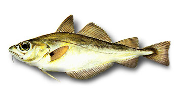 Minimum size for fishing Capellán o Mollera