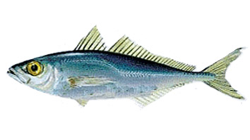 Minimum size for fishing Jurel