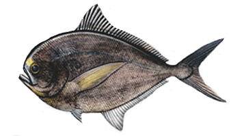 Minimum size for fishing Palometa negra o japuta