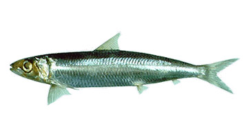 Minimum size for fishing Sardina